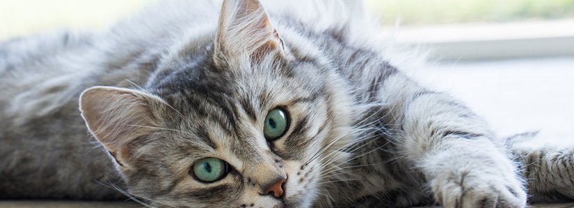 Cute silver female cat of siberian breed with green eyes